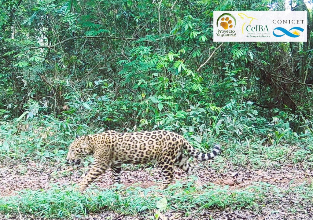 Yaguareté La Selva Misionera es considerada el principal bastión de los yaguaretés en Argentina. Foto: Proyecto Yaguareté