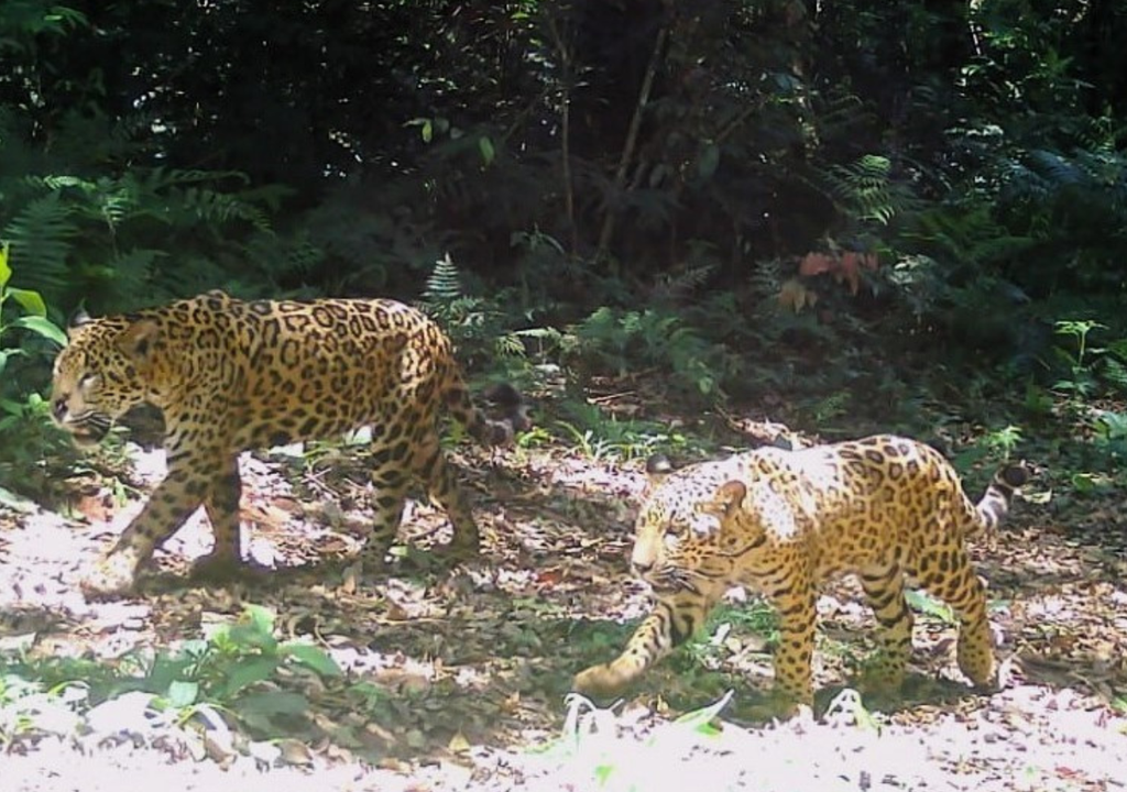 Yaguareté Para junio de 2025 se estimaba que en la Selva Misionera vivían entre 64 y 110 ejemplares de yaguareté. Foto: Proyecto Yaguareté