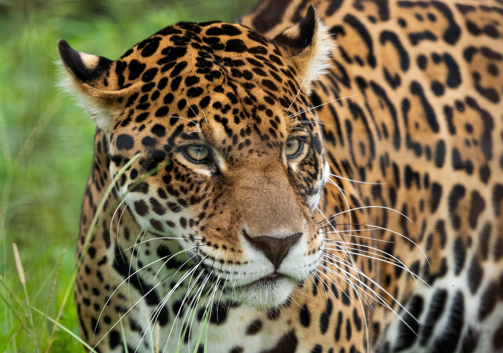 Yaguareté Corrientes se ha convertido en uno de los ejemplos más exitosos de recuperación de fauna silvestre de toda América Latina. Foto: @RewildingArg