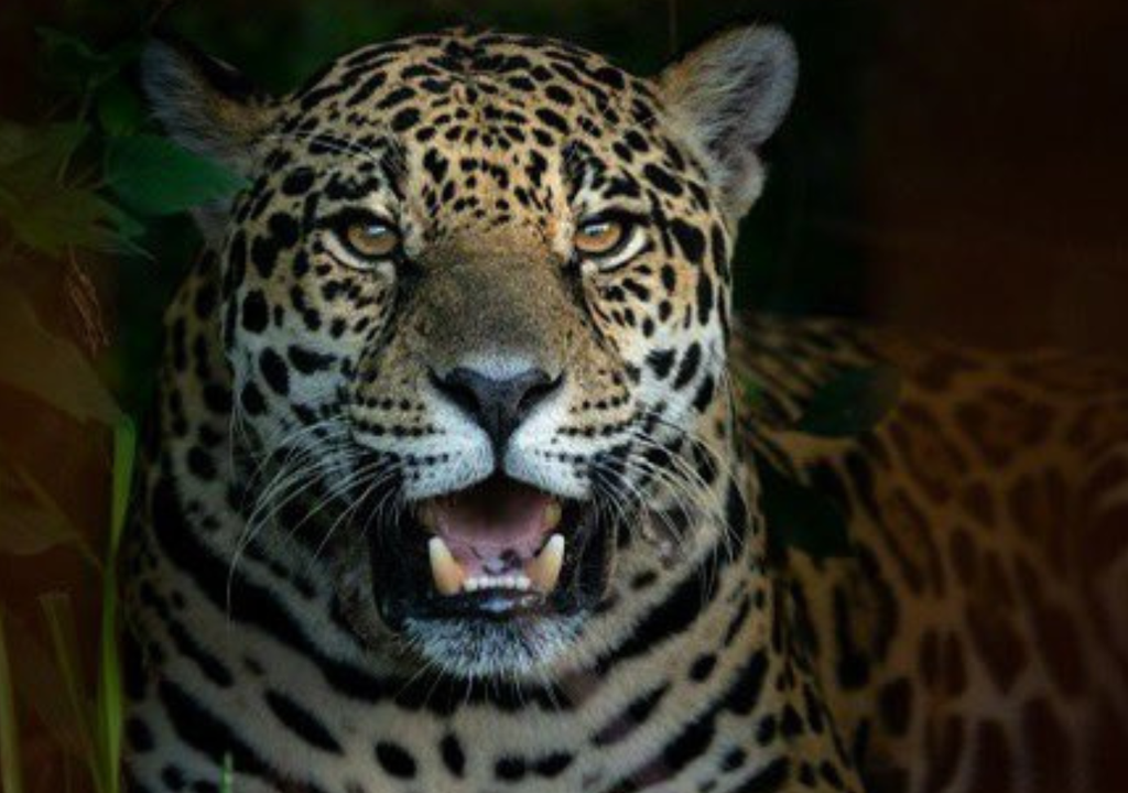 Yaguareté Se estima que entre las provincias de Chaco, Formosa, Salta y Santiago del Estero sobreviven menos de 20 ejemplares silvestres de yaguareté. Foto: @RewildingArg