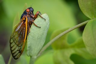 No Need for Alarm! Millions of Cicadas Have Begun to Emerge from the Earth Triggering Panic in South Carolina Residents 