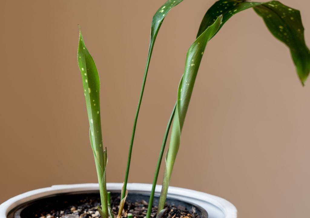 planta La sombra y la luz indirecta son sus mejores aliadas: el sol intenso puede provocar quemaduras visibles en sus hojas.