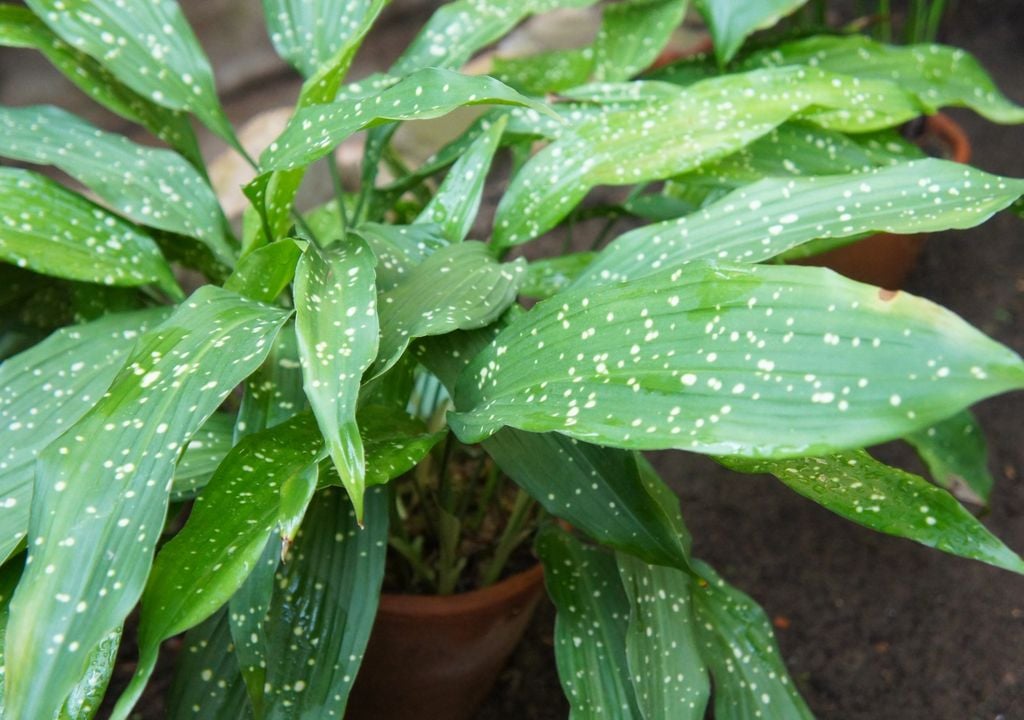 planta Sus grandes hojas y su bajo mantenimiento explican por qué esta especie vuelve a ganar espacio en la decoración de interiores.