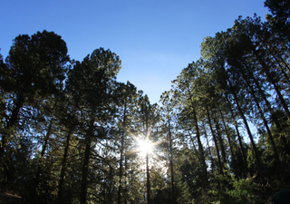 No solo los animales: las plantas de México que podrían desaparecer para siempre por el cambio climático 