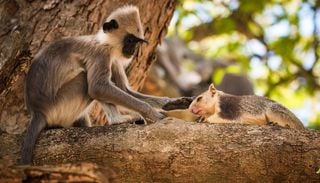 No solo los humanos adoptan animales: los sorprendentes casos de monos con sus propias mascotas
