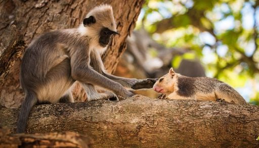 No solo los humanos adoptan animales: los sorprendentes casos de monos con sus propias mascotas