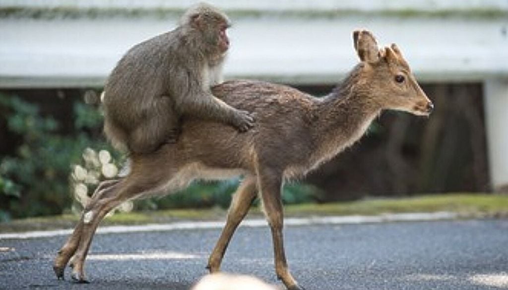 Ciervo y macaco Un macaco japonés (Macaca fuscata) montado sobre el lomo de un ciervo sika (Cervus nippon) en Yakushima, Japón. Crédito: Alexandre Bonnefoy y Cédric Sueur, de Primates (2026).