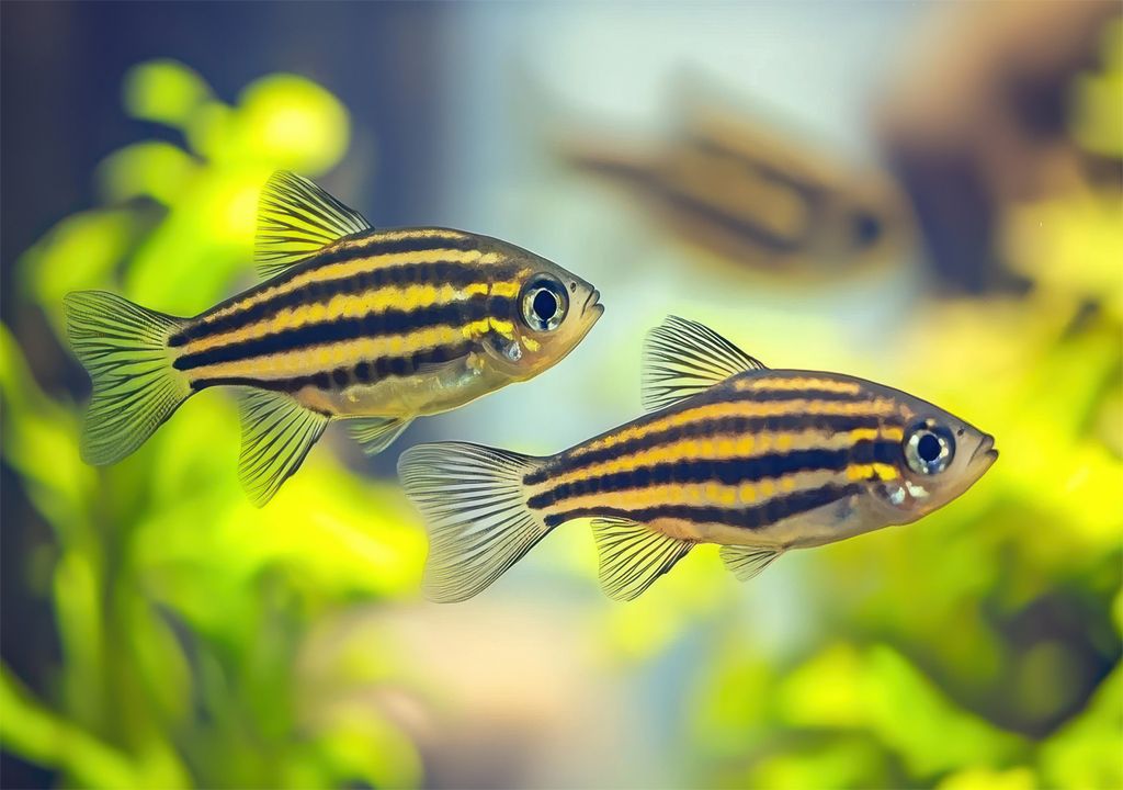 Peixe-zebra Peixe-zebra