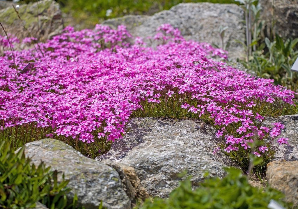luna rosa, brotes del musgo rosa, flox, herb moss pink
