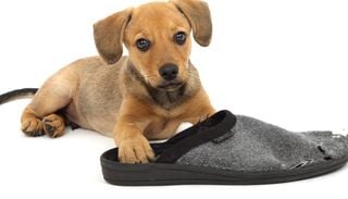 No te enojes: la sorprendente raz&oacute;n por la que tu perro muerde zapatos, muebles y todo lo que encuentra