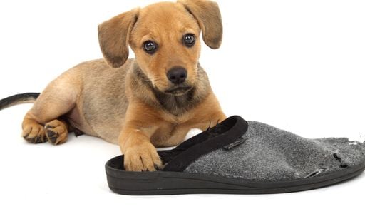 No te enojes: la sorprendente raz&oacute;n por la que tu perro muerde zapatos, muebles y todo lo que encuentra