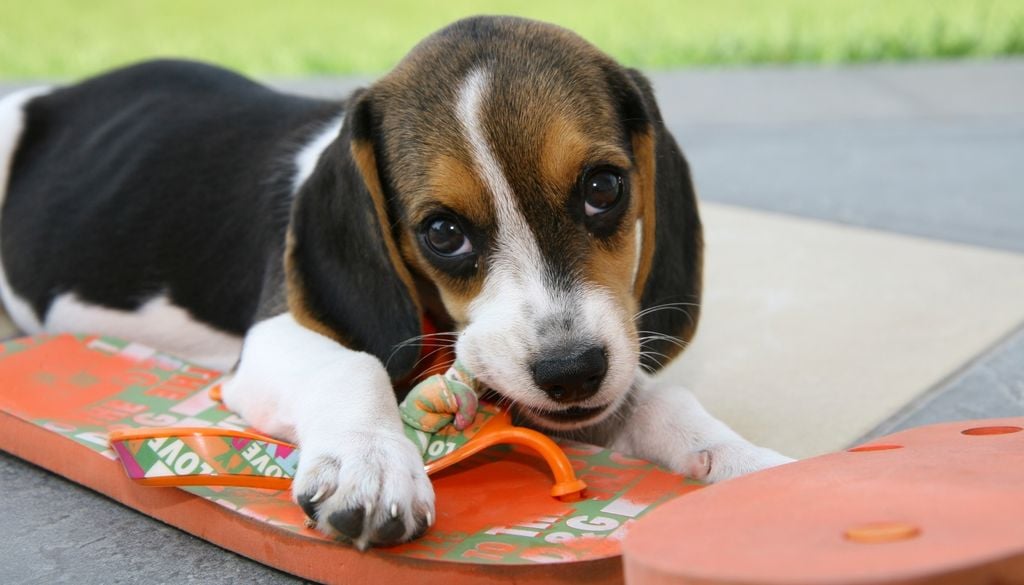 Para un cachorro, una zapatilla puede ser tan interesante como el juguete más caro de la casa.