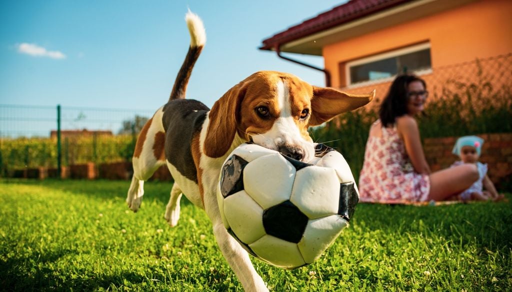 La necesidad de masticar acompaña a los perros desde sus primeros meses de vida y forma parte de su desarrollo.