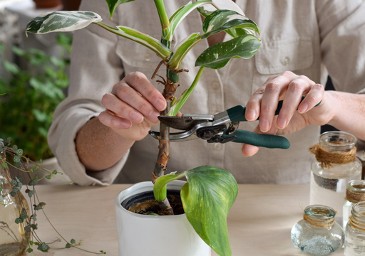 No tires esa rama rota: la guía para propagar plantas por esquejes en otoño e invierno