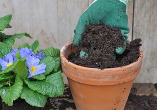 No tires la tierra vieja de las macetas: c&oacute;mo recuperarla para que vuelva a ser f&eacute;rtil