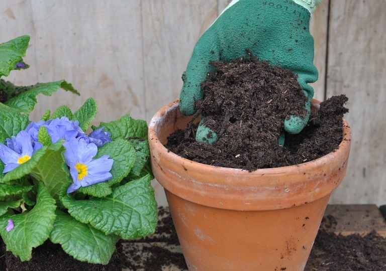 No tires la tierra vieja de las macetas: c&oacute;mo recuperarla para que vuelva a ser f&eacute;rtil
