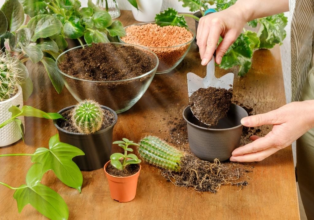 Después de un trasplante suele quedar sustrato usado que todavía puede aprovecharse.