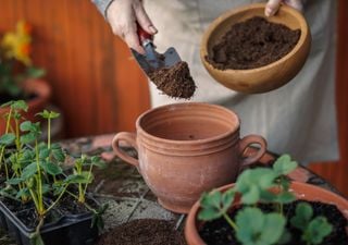 ¡No tires la tierra vieja de tus macetas! Con estos trucos caseros se puede recuperar sin gastar de más