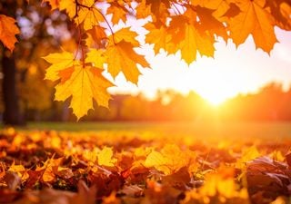 No tires las hojas secas: 4 consejos para aprovecharlas y cuidar tu jard&iacute;n en oto&ntilde;o