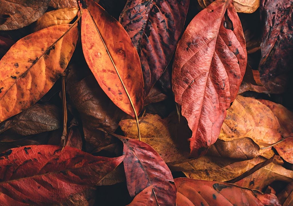 Al descomponerse, las hojas mejoran la estructura y fertilidad de la tierra.
