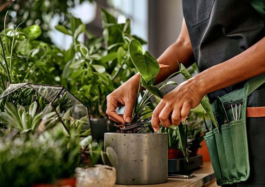 Usadas como mulch, las hojas ayudan a mantener la humedad y reducir malezas.