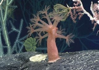 Sorpresa en el mundo científico: no todas las especies huyen del calor en un mundo más cálido