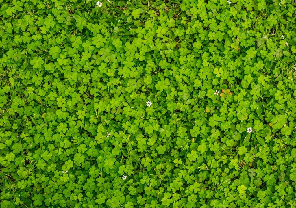 En zonas difíciles del jardín, las tapizantes pueden reemplazar al pasto y generar una alfombra verde más resistente.
