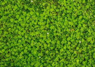 No todo es pasto: 7 especies para usar como mantillo vivo, cubrir superficies y proteger tu jard&iacute;n