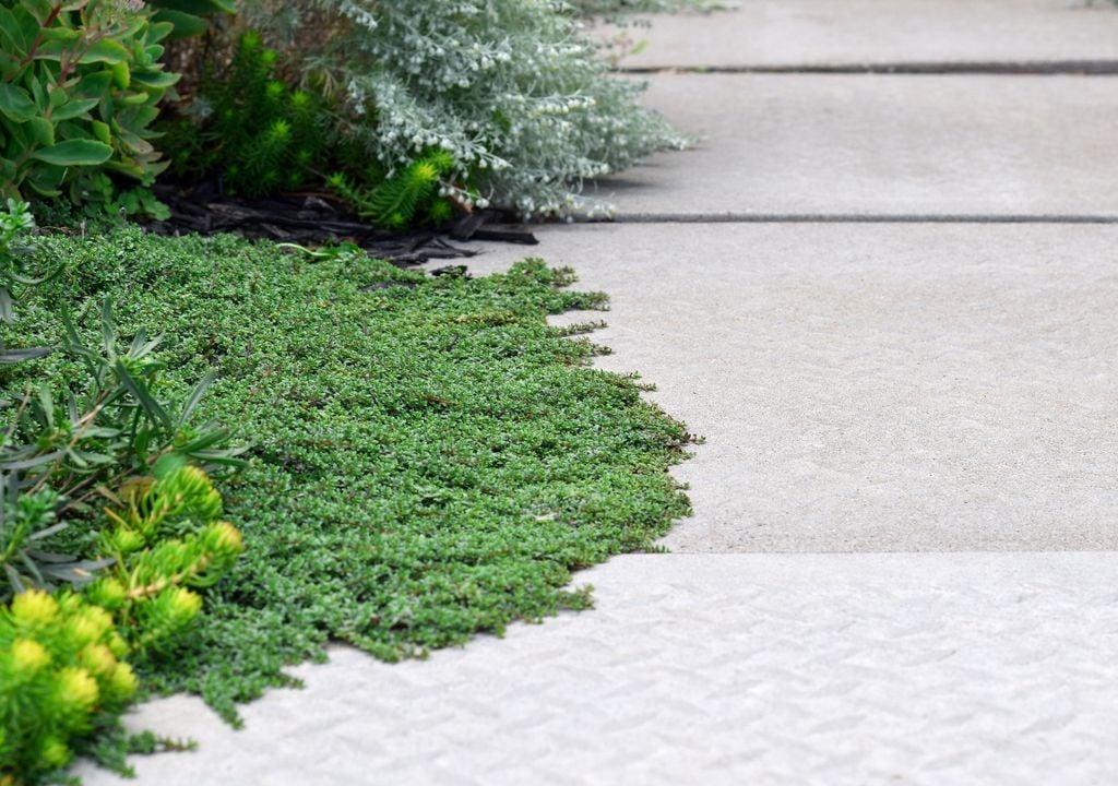 Ideal para sol pleno, el tomillo rastrero forma una alfombra aromática que también atrae polinizadores.