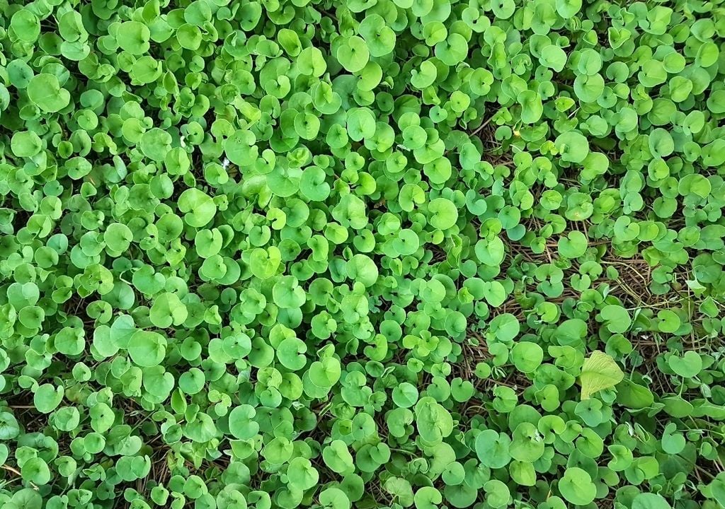 De hojas redondeadas y aspecto prolijo, la dichondra es una buena opción para sectores de media sombra.