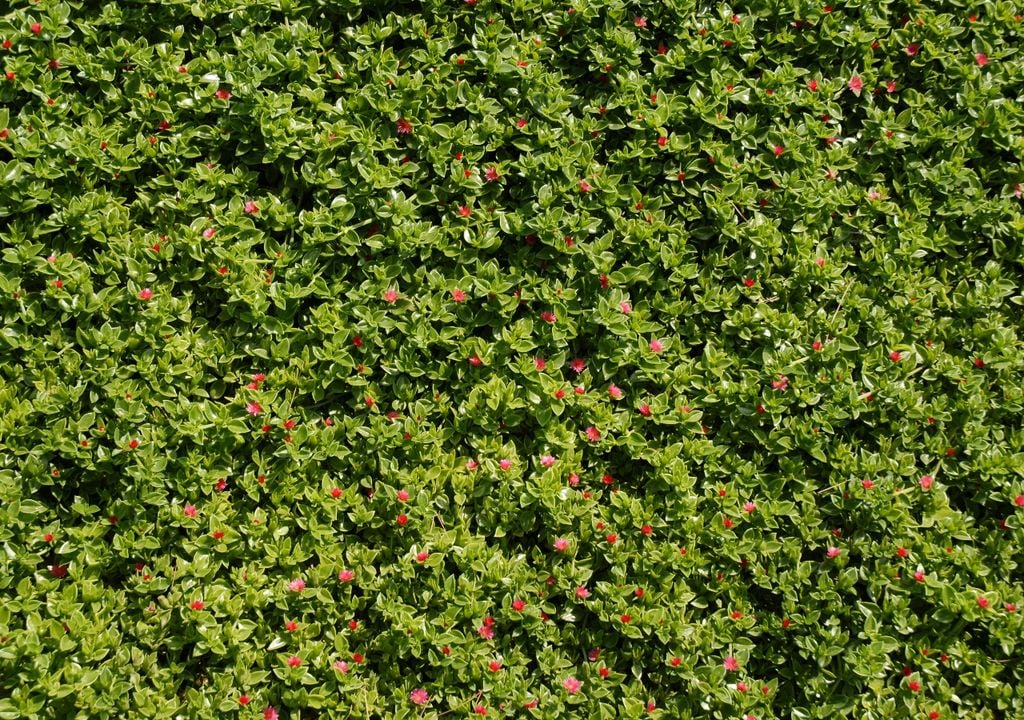 Resistente y de rápido crecimiento, la aptenia cubre grandes superficies y suma color con sus flores intensas.