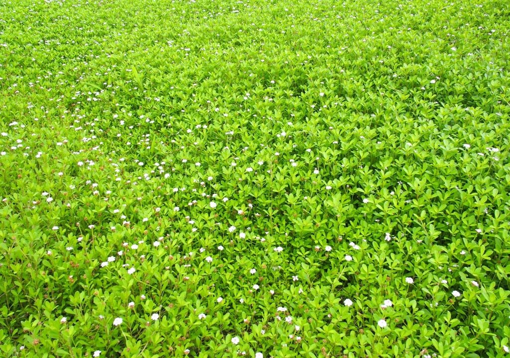 Una alternativa al césped que tolera calor y algo de pisoteo, ideal para cubrir superficies amplias.
