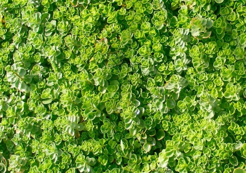 Perfecto para suelos secos y soleados, el sedum forma colchones densos con muy poco mantenimiento. Crédito: Restauración paisajística