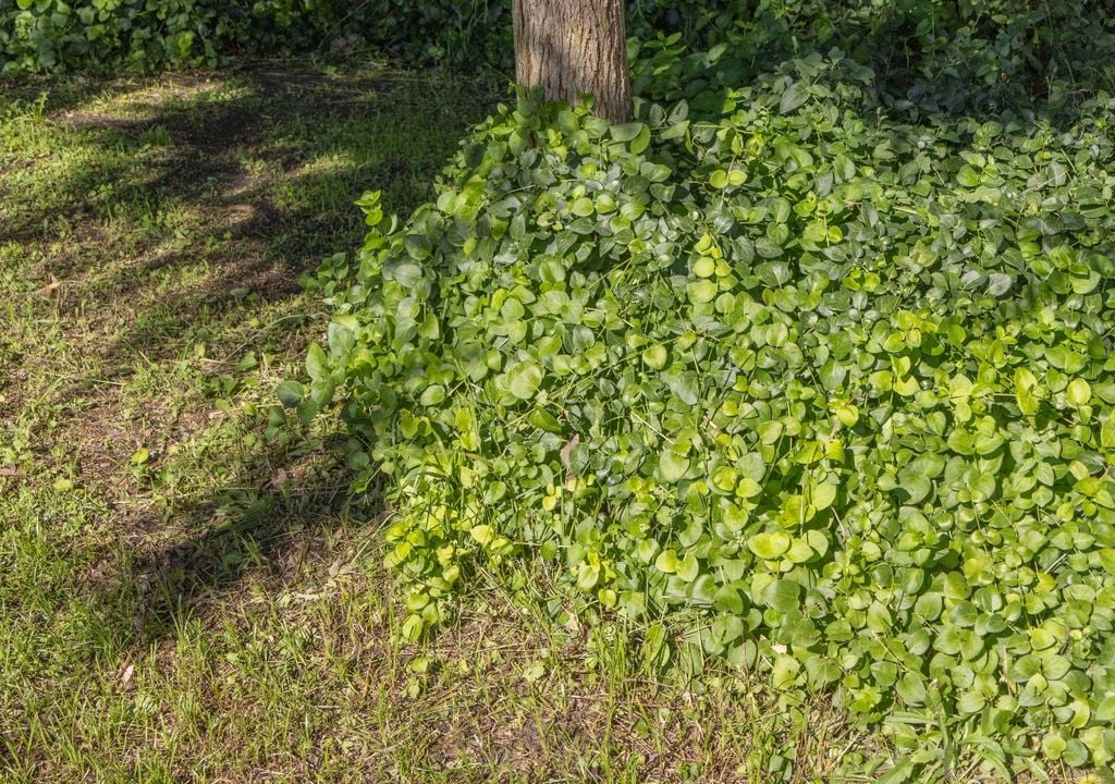 Entre piedras, bajo árboles o en pendientes, las tapizantes son una forma simple de cubrir el suelo.