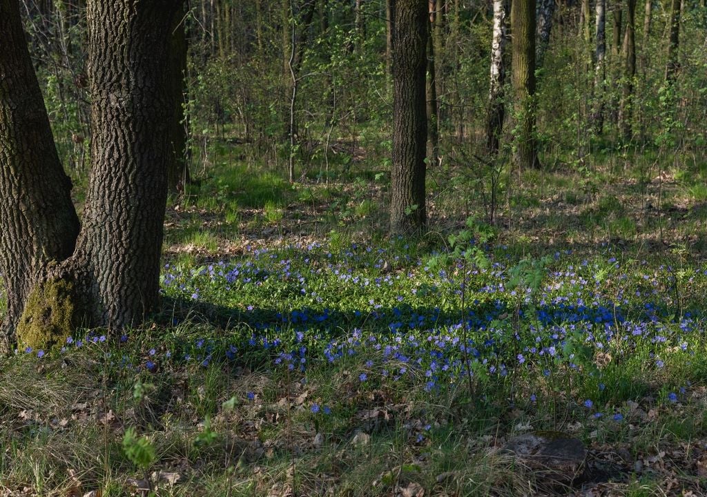 Una aliada para la sombra: la vinca cubre el suelo con rapidez y limita el crecimiento de malezas.