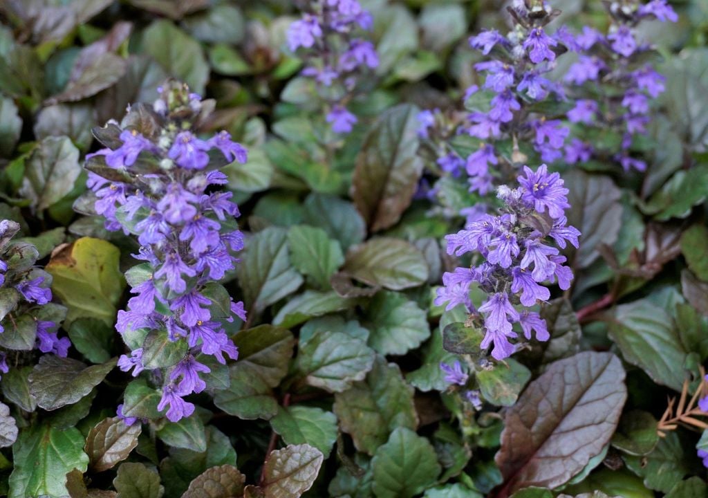 Con hojas oscuras y flores azules, la ajuga combina cobertura y valor ornamental en sectores húmedos.