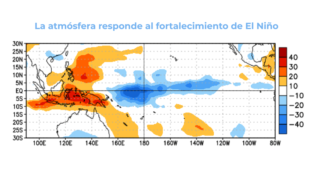 Las anomalías de viento y convección muestran una respuesta atmosférica cada vez más consistente con El Niño. La formación de nubosidad y precipitaciones aumentó sobre el Pacífico central y centro-oriental, mientras disminuyó cerca de Indonesia. Créditos: NOAA/CPC.
