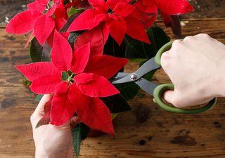 Nochebuena, la flor de la Navidad: tips y cuidados