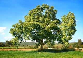 Nogal argentino: raíces profundas, mucha sombra y nueces deliciosas