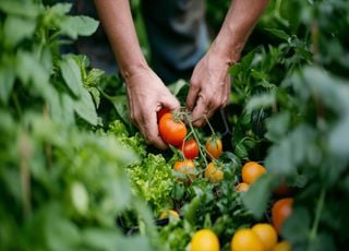 Nombreuses sont les tâches au potager ! Entre récoltes et semis, découvrez ce qu'il est conseillé de faire