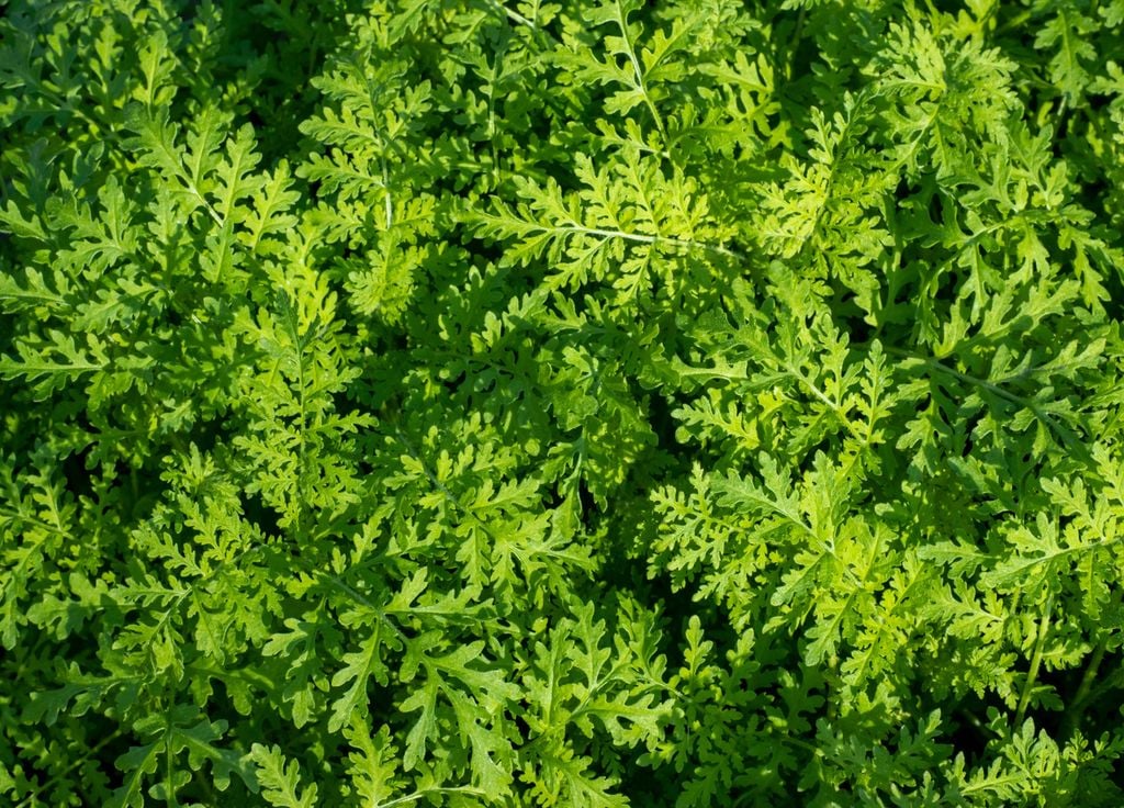La phacélie va travailler naturellement le sol durant sa croissance. Elle apportera aussi de l'engrais en se décomposant. La phacélie va travailler naturellement le sol durant sa croissance. Elle apportera aussi de l'engrais en se décomposant.