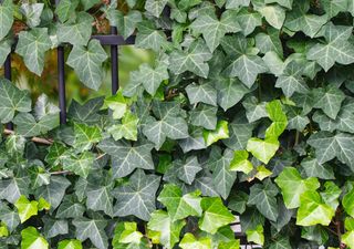 Non è solo decorativa: questa pianta rampicante protegge i muri dal caldo estivo