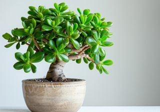 It is not a bonsai but it brings happiness: this miniature plant is perfect for your home!