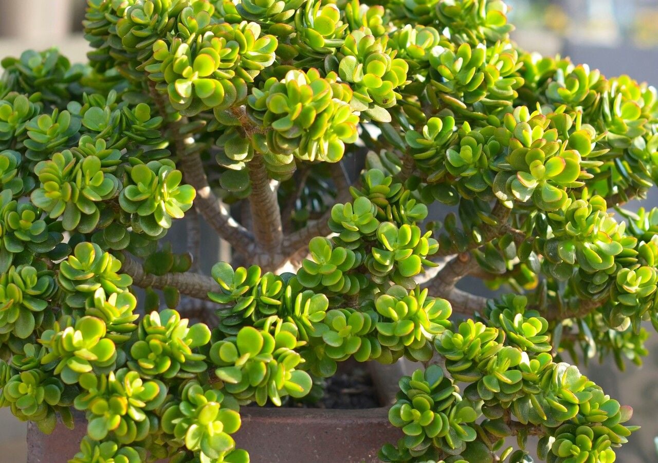 Non  un bonsai, ma cresce in miniatura e porta fortuna: la pianta perfetta  per la tua casa