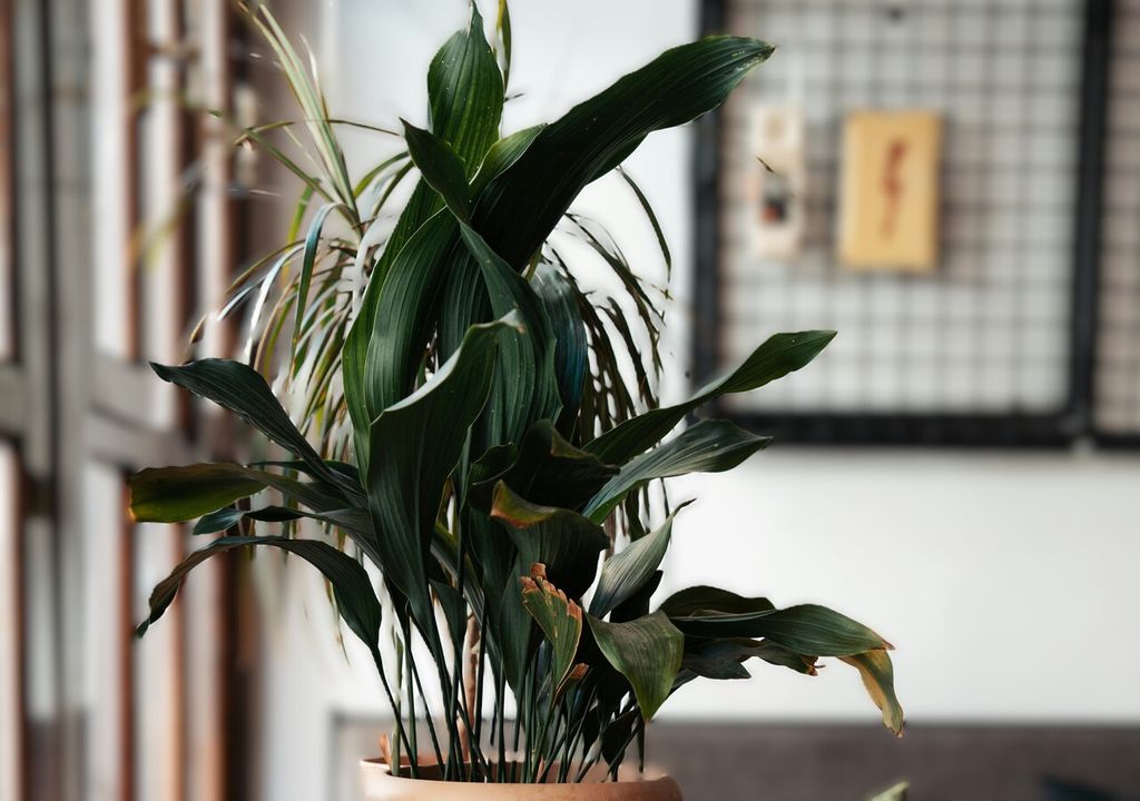 aspidistra aspidistra