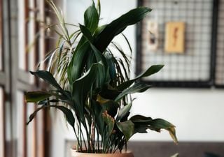 Non è una Zamioculcas né una Sansevieria: ecco la pianta da appartamento che sopravvive a tutto