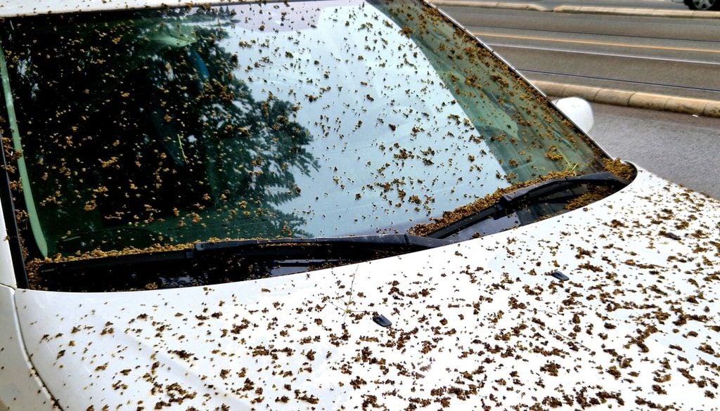 L’ombra degli alberi protegge abitacolo e interni dal caldo estremo, ma non tutte le specie urbane sono compatibili con la sosta prolungata delle auto