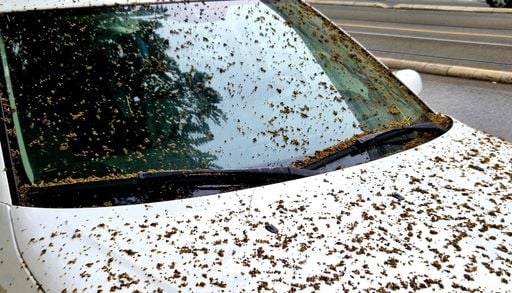 Non parcheggiare mai la tua auto sotto queste piante: le specie arboree amiche e nemiche della carrozzeria