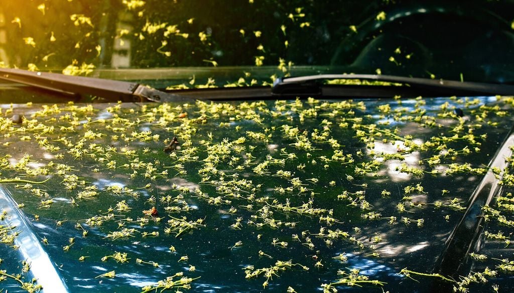 Nei periodi di fioritura il tiglio può rilasciare grandi quantità di brattee e residui vegetali, soprattutto dopo vento o pioggia