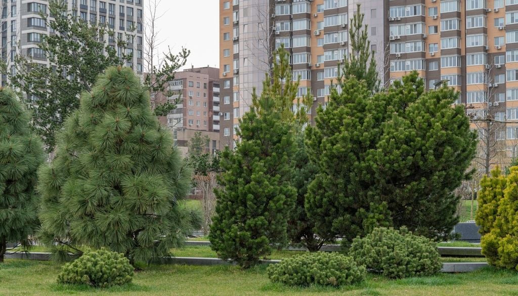 Pini e altre conifere ornamentali possono rilasciare resina sulla carrozzeria, una sostanza particolarmente adesiva e difficile da eliminare senza prodotti specifici